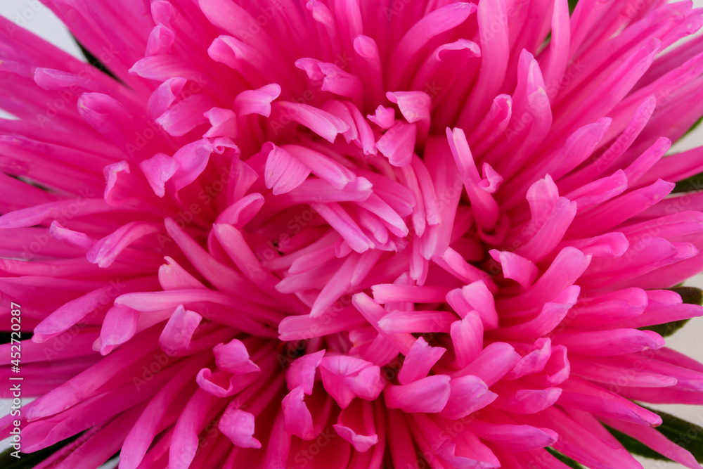 Red aster flower Red aster flower