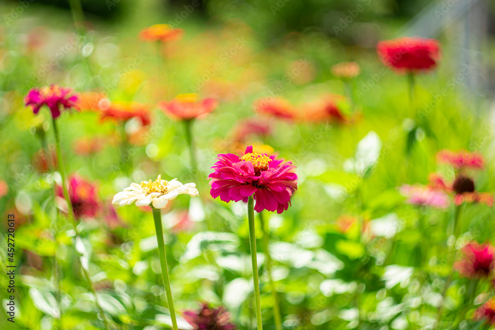 Bright garden flowers on a blurred natural background with bokeh effect.