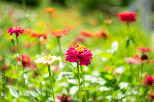 Bright garden flowers on a blurred natural background with bokeh effect. © Anatoliy