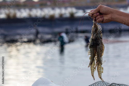Pacific White shrimps