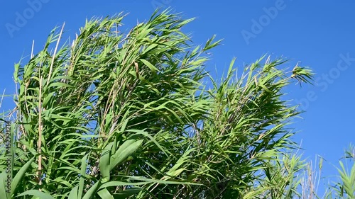 Giant reed cane growing in swamp. Long green leaves of reeds in marsh. Arundo donax photo