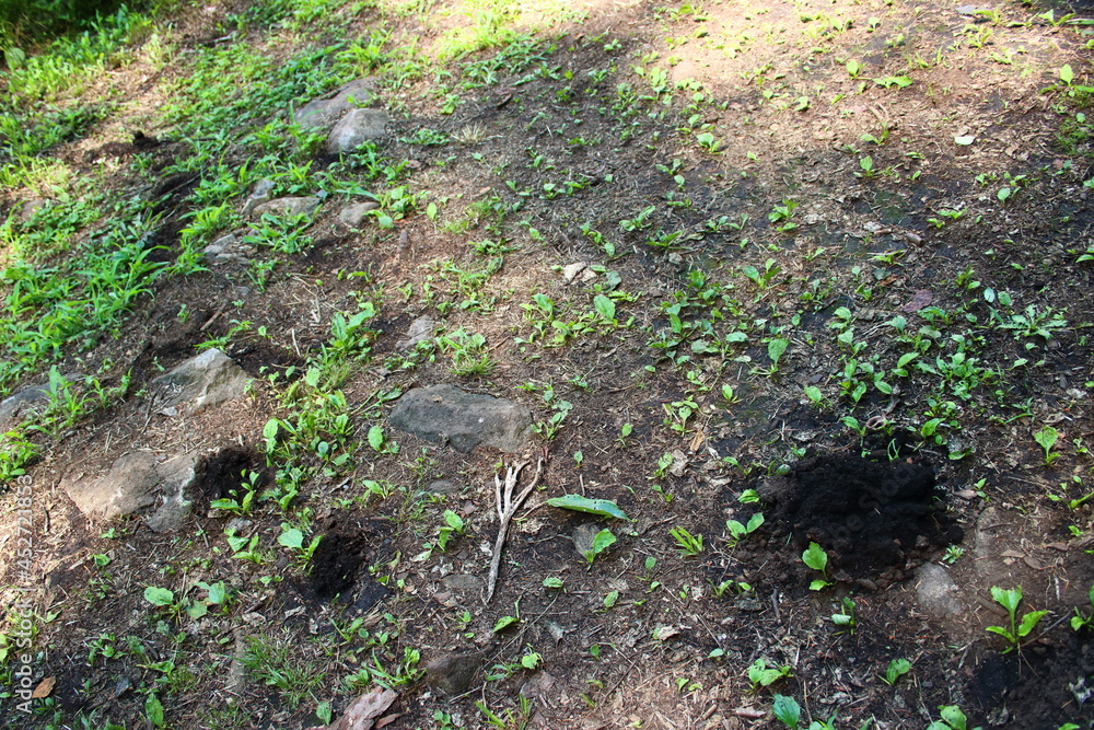 モグラの掘った穴(モグラ塚) モグラの掘った穴(モグラ塚)
