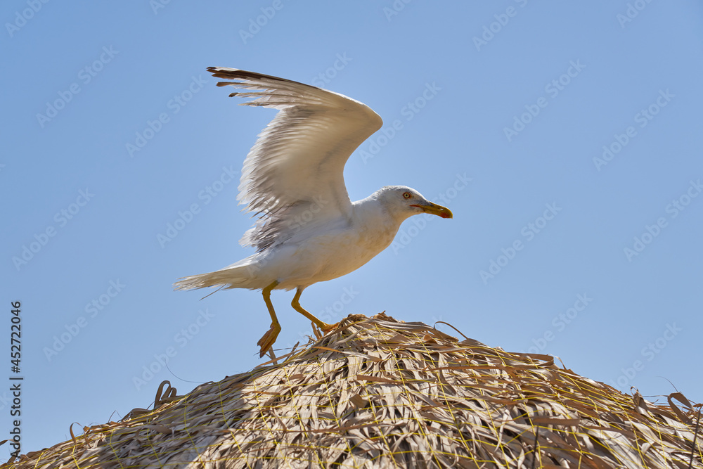 Seagull on the natural dry beach shade against a blue sky. Seagull on the natural dry beach shade against a blue sky.