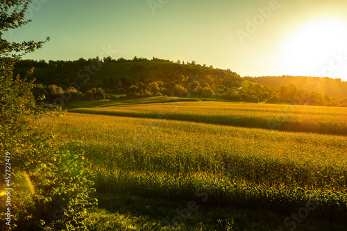 Lichtdurchflutetes Maisfeld in der Morgensonne