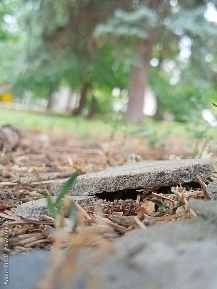 Stones and dry grass in the city park Stones and dry grass in the city park