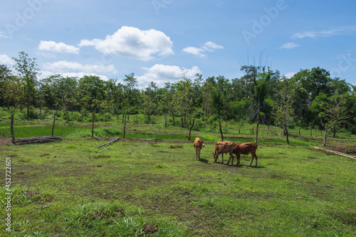 Fototapeta Naklejka Na Ścianę i Meble -  Many cows are grazing in the meadow.