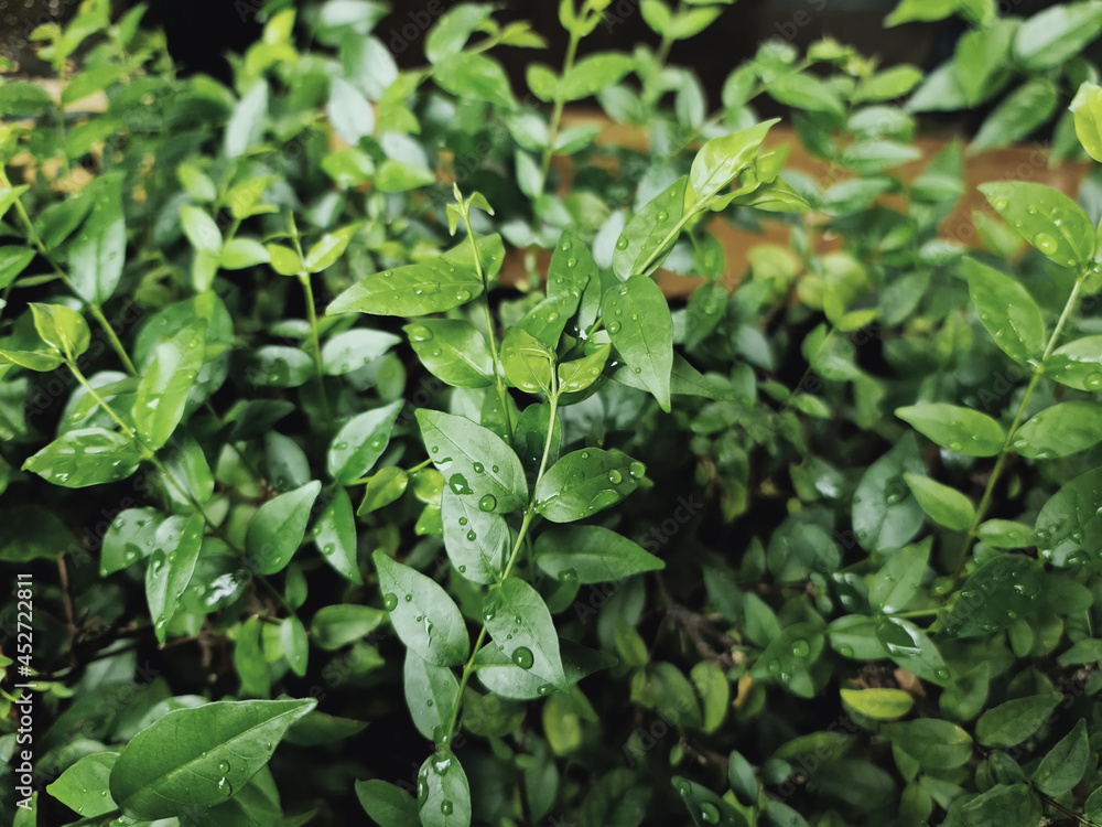 Close-up Fresh Green Plants with Rain Droplets on Leaves Close-up Fresh Green Plants with Rain Droplets on Leaves