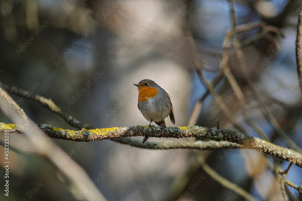 Garden Birds. Robin Erithacus rubecula sitting on a tree branch Garden Birds. Robin Erithacus rubecula sitting on a tree branch
