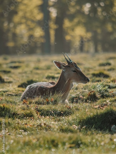 Deer in Richmond Park  London