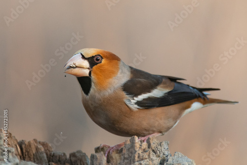 Hawfinch Coccothraustes coccothraustes. A bird sits on a stick in a forest