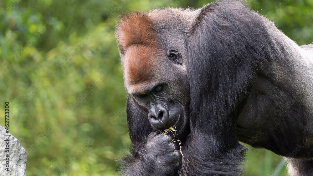 Naklejka premium Gorilla Male