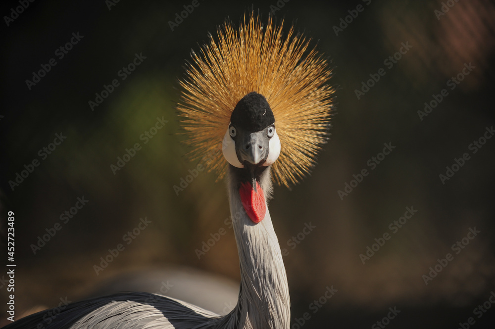 Fototapeta premium Close-up view of a Black Crowned Crane Balearica pavonina