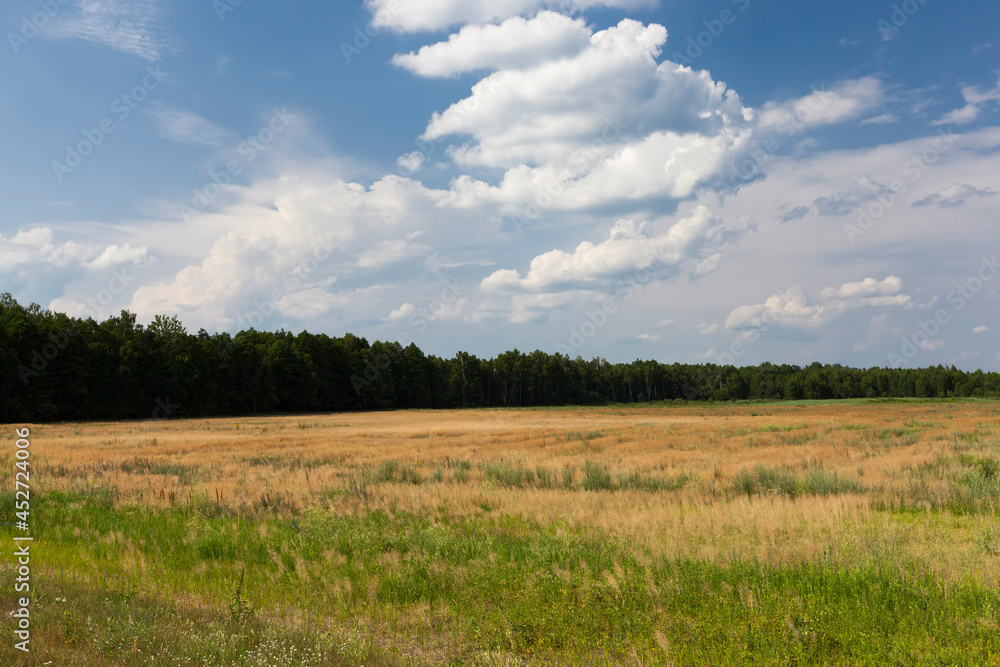 Obraz premium mixed forest with trees and shrubs