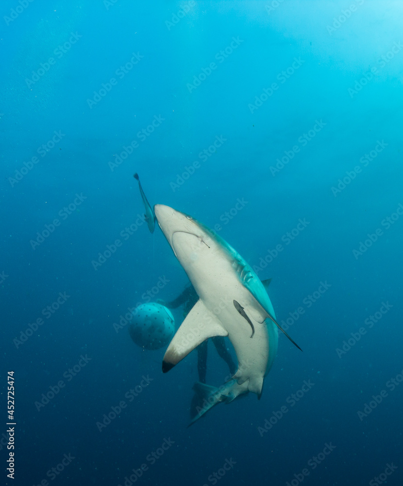 Fototapeta premium Blacktip (Zambezi) Shark in South Africa