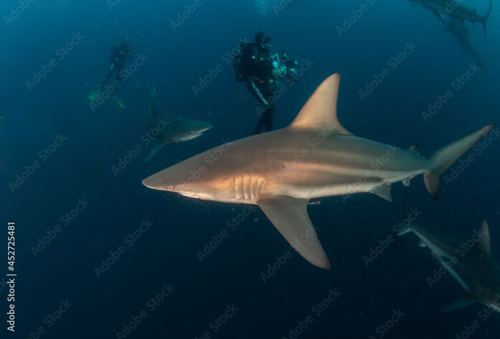 Naklejka premium Blacktip (Zambezi) Shark in South Africa