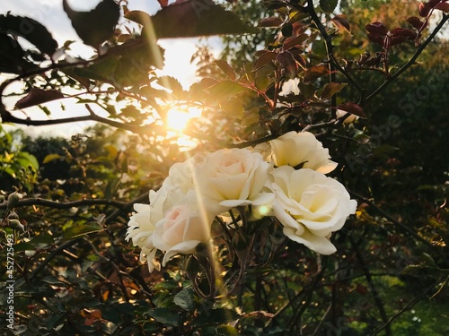 White roses