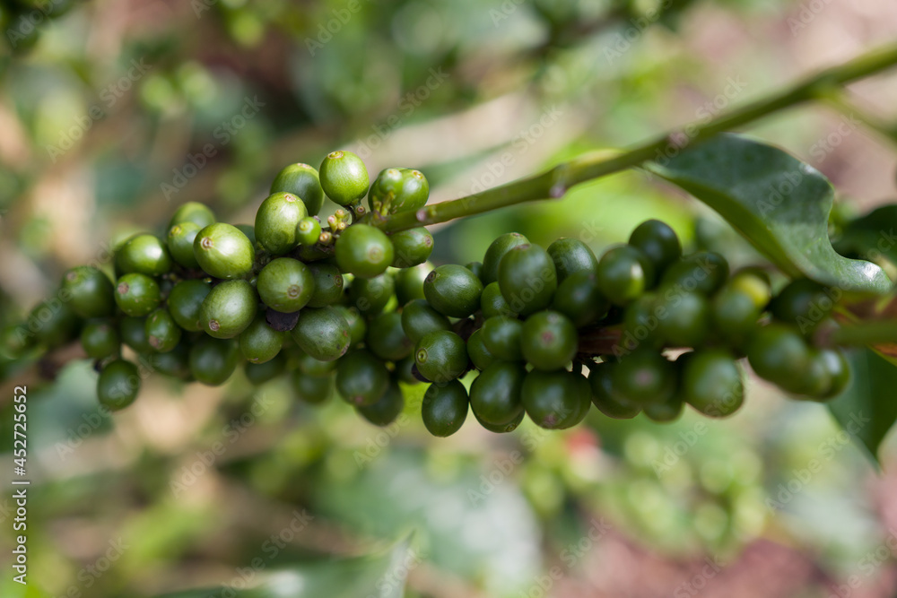 Galho de árvore de café arábica na plantação, com grãos de café verde.