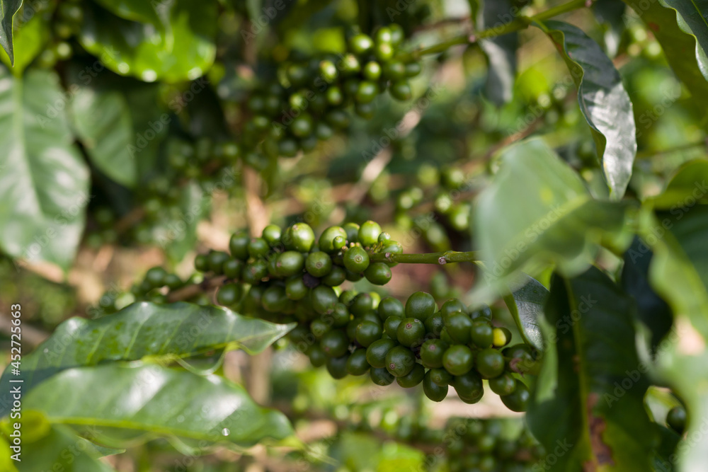 Galho de árvore de café arábica na plantação, com grãos de café verde.