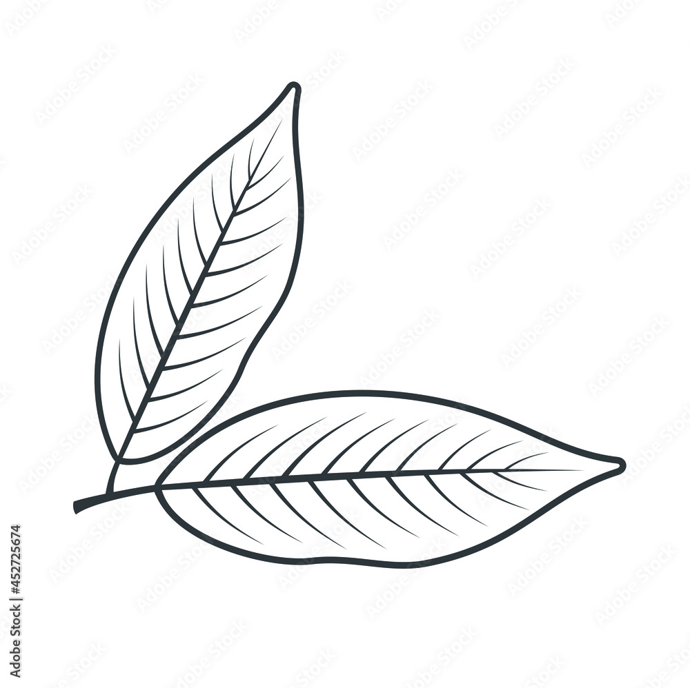 Fototapeta premium illustration of bay leaf