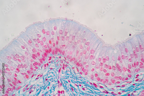 Characteristics of Columnar epithellum cell  Cell structure  of human under microscope view for education in laboratory. 