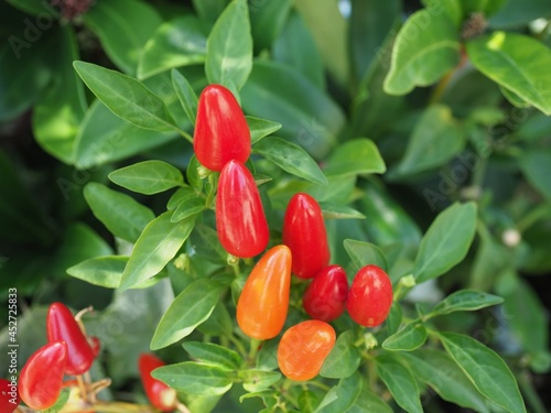 Ashikaga Flower Park in Autumn