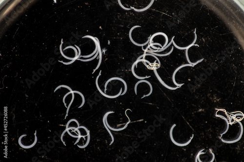 The study parasite or worms is a freshwater fish parasite in laboratory for education. 