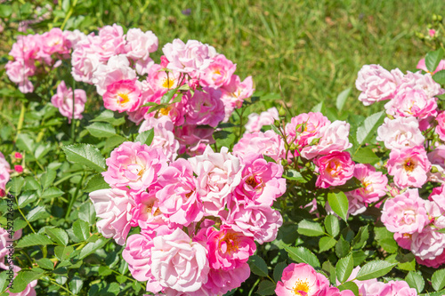 Blossoming beautiful rose flowers. Pink roses blossom in summer garden