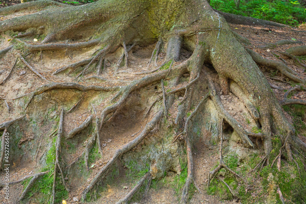 Tree roots on forest ground Tree roots on forest ground