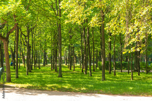 Old linden trees with long straight trunks and branches bent up like candelabra