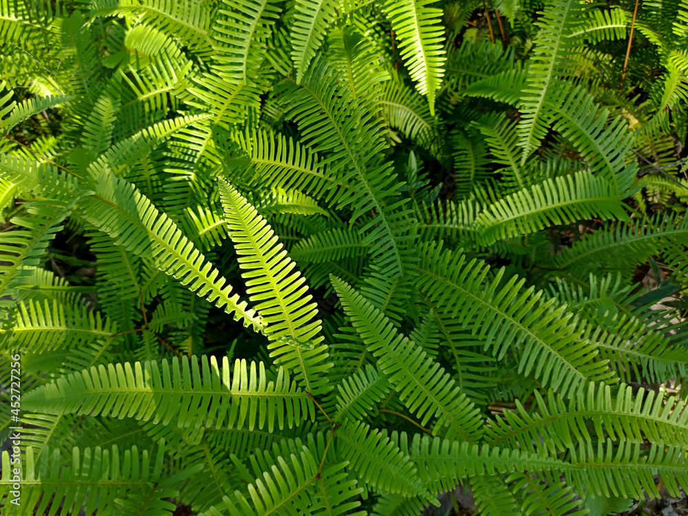 green fern leaves in the forest green fern leaves in the forest