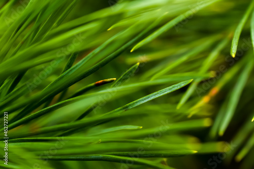 Zielona trawa w zbliżeniu i rozmyte tło. 