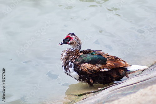 Creole duck rests peacefully on the river bank