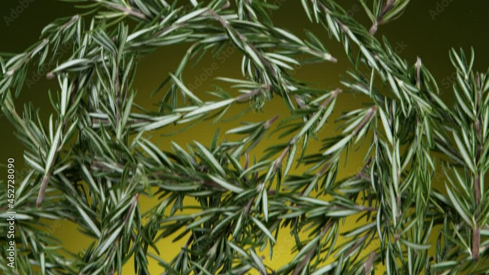 Super slow motion of flying fresh rosemary leaves spice. Filmed on high speed cinema camera, 1000 fps Super slow motion of flying fresh rosemary leaves spice. Filmed on high speed cinema camera, 1000 fps