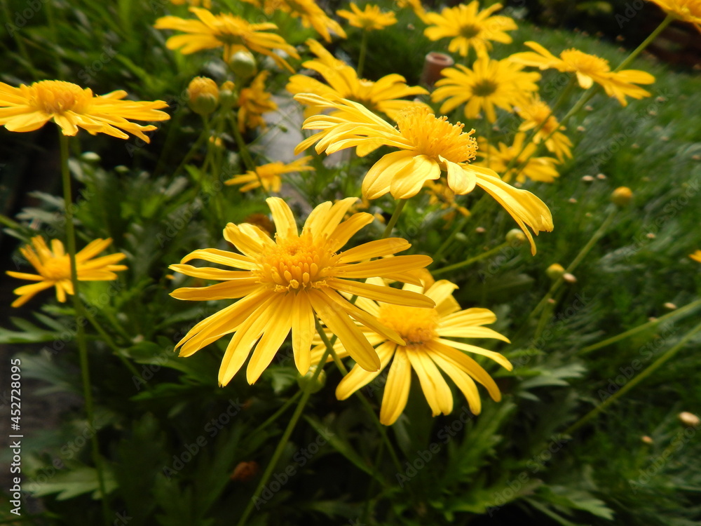 yellow dandelion flower yellow dandelion flower