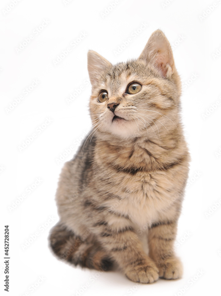 british cat isolated on white british cat isolated on white