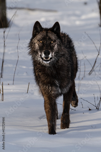 Alpha Wolf © Timothy