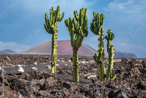 cactus à Lanzarote, photo