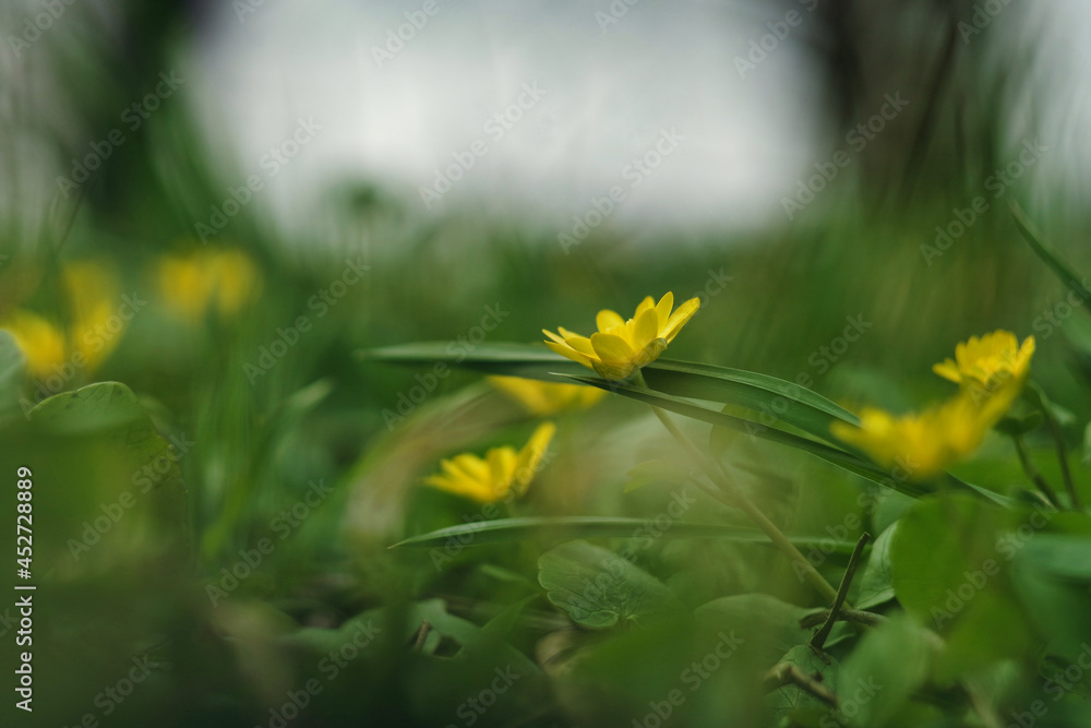 Żółte kwiaty na tle zielonej trawy. - obrazy, fototapety, plakaty 