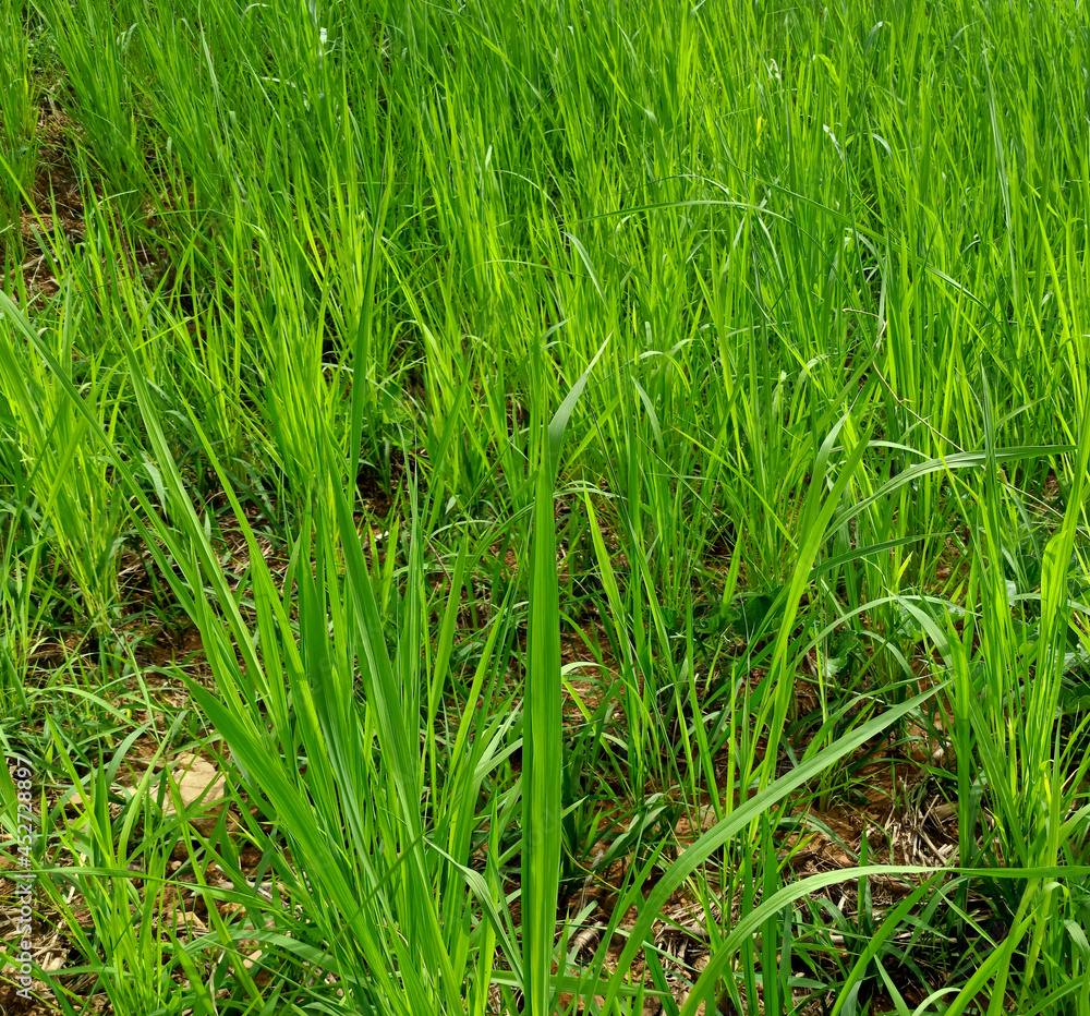 rice field in the big forest rice field in the big forest