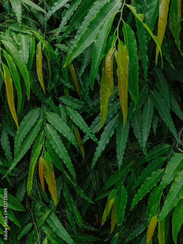 Closeup shot of freshgreen tree leaves at daylight photo