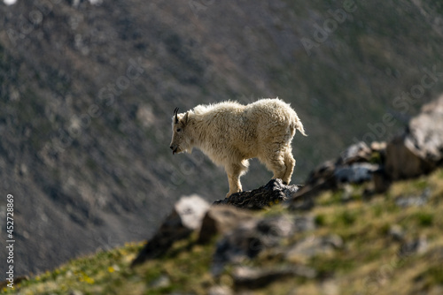Young Mountain Goat in Colorado