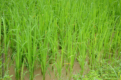 Closeup shot of the bunch of green ripe paddy plants growing in the water photo