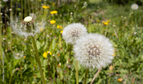 An image of a dandelion close-up.