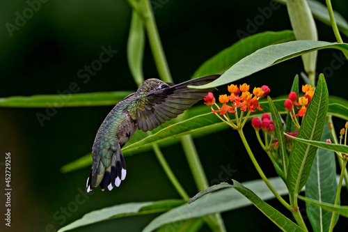 Closeup shot of a small Colibri landing on a flower photo