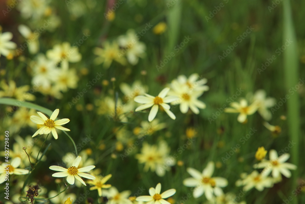 field of daisies field of daisies