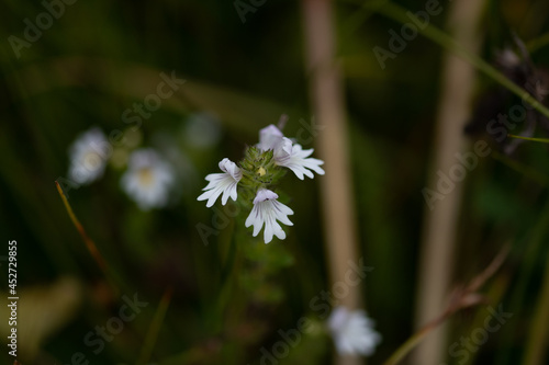 Fleur des près 15