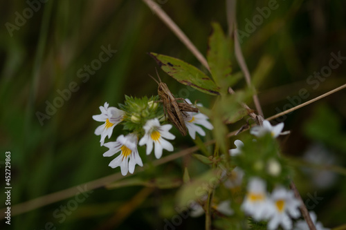 Fleur des près 14