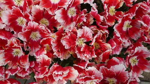 Colourfull blooming tulips in Spring. High quality photo in floral keukenhof gardens