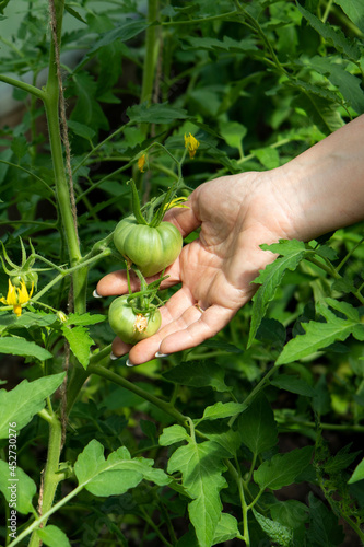A woman's hand holds a green tomato.