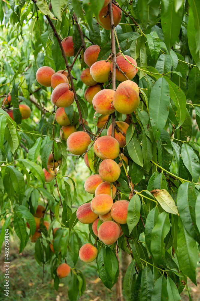 Peaches on tree featuring peaches, peach fruit, and peach on tree in Milas, in Bistrita, Romania, 2021, August